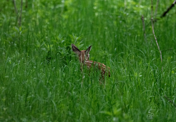 DEER CALF IN THE GRASS CHAGRIN RIVER PARK 