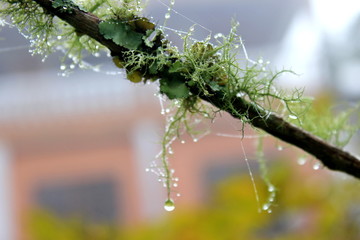 Closeup of a tree  branch with lichens ( Usnea Filipendula). Photo taken in the morning with the dew droplets hanging on.