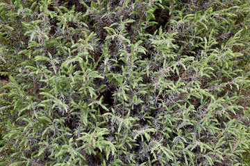 Natural background of many coniferous needles on a coniferous tree.