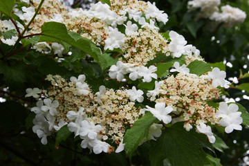Spring, viburnum blooms with large white inflorescences.