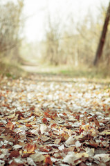 path in fallen leaves. Nature. Warm October, autumn