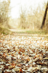 path in fallen leaves. Nature. Warm October, autumn