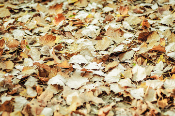 Dry fallen leaves covered the ground. Nature, warm October, autumn