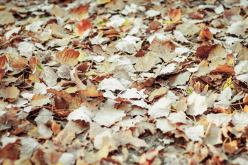 Dry fallen leaves covered the ground. Nature, warm October, autumn