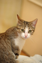 striped and white   cat