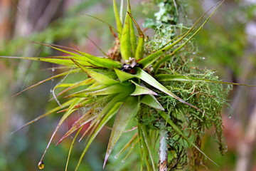 Closeup of a parasitic plant and lichen (Usnea Filipendula). Photo taken in the morning with the...