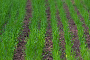 low angle view of fresh row grass