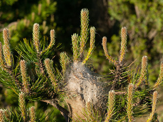 Pine processionary nest on the top of a young pine