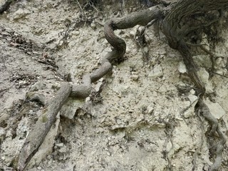 Old roots and green moss plants on gray earth. The big root of the old tree.