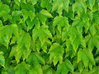  Fresh  tender leaves of Virginia Creeper Background (five-leaved ivy)