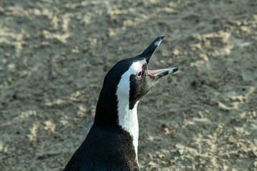 spectacled penguin walks around and carefully inspects his beach