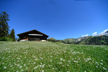 Fototapeta premium farmhouse in the mountains on a green meadow with dandelions in summer with a blue sky and white clouds