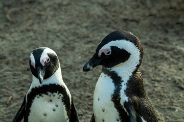 Naklejka premium a pair of penguins and difficult relationships in the family