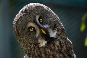 Great gray owl (Strix nebulosa)
