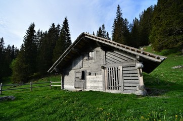Wood barn on a green meadow in Switzerland with fir trees in the background