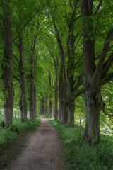 path in the woods