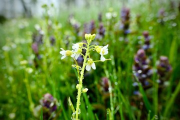 Beautiful white flowers  with rain drops - saxifraga paniculata