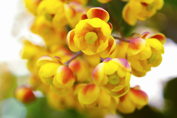 Barberry flowers close-up. Petals are yellow and red. Pistils and stamens. Flowering shrubs in spring in May. Macro