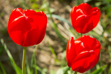 Obraz premium Red tulips in the garden. Flowers in the backlight.
