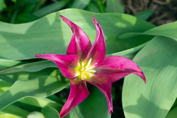 Tulip lily flowered 'Purple Dream' on green leaves background in the morning garden
