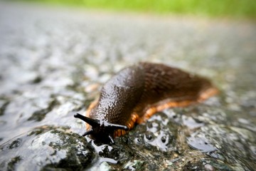 A brown slug crawls on a wet road