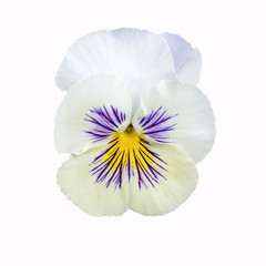 Fototapeta na wymiar Pansy flower or spring garden viola tricolor isolated on white background. Flower arrangement and floral design