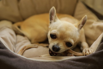 Hungry mini chihuahua dog eating bones