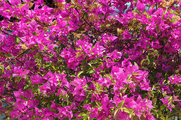 Large Bush with bright pink and red flowers Bougainvillea.
