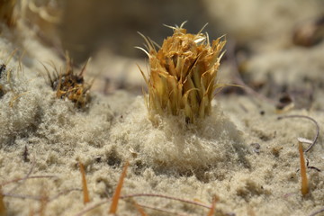 textura de flor
