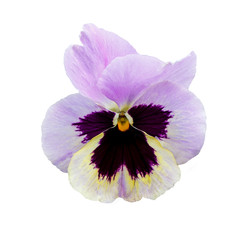 Pansy flower or spring garden viola tricolor isolated on white background. Flower arrangement and floral design