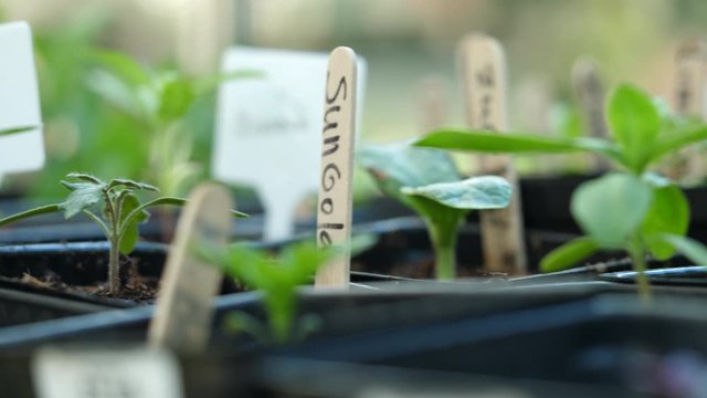 Seedlings growing in a greenhouse. Zinnia and Sungold tomato seedling in pots 
