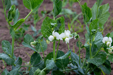 Growing legumes, peas in bloom. Agriculture and care of legumes.