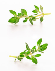 sprig of thyme isolated on white background