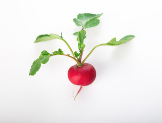 fresh radish with fresh green leaves isolated on a white background