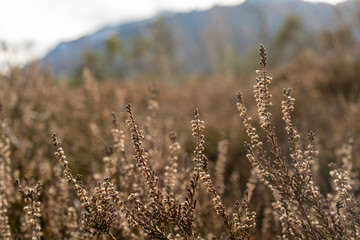 Fototapeta premium Nah an der Natur