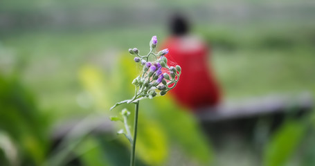 Most beautiful picture of blur woman and flower.