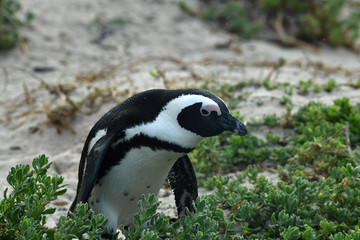 spectacled penguin walks around and carefully inspects his beach