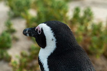 spectacled penguin walks around and carefully inspects his beach