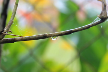 In the foreground a dry branch  with a dew droplet hanging on. Background with vibrant multi colors. 
