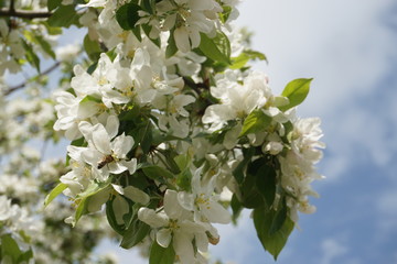 Biene an einer Blüte © nb img