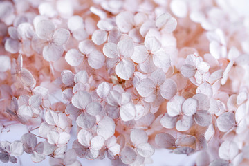 Hydrangea paniculata, pink flowers fill the entire frame selected sharpness