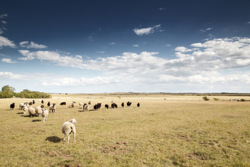 Obraz premium sheep in a field