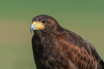 Halcón de Harris (Parabuteo unicinctus)