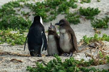 Penguin Penguin Raises His Screaming Chicks Waiting for Mom to Return