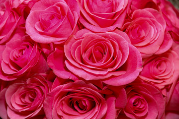 pink roses background