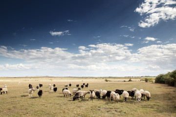 Fototapeta premium sheep in a field