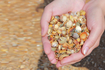 Hands holding small shells against the background of the beach on a Sunny day
