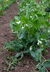 A bush of blooming peas growing in a bunch. Agriculture on a plot of land in the country.
