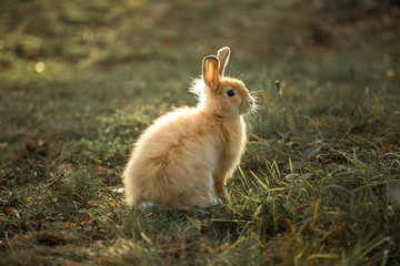Rabbit on the grass in the rays of sunlight. Farm and rabbits. Pets on the lawn. Image with selective focus.