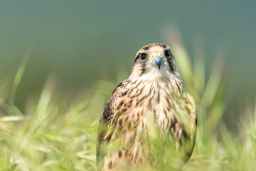 Halcón lanario (Falco biarmicus)